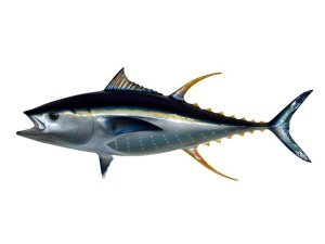 tuňák